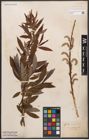 Foto von Salix canariensis C. Sm. ex Link